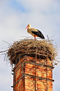 Storch