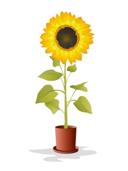 Sunflower in a pot over white background
