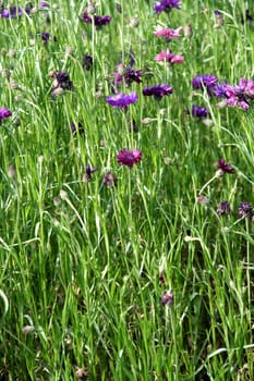 Crests of pink and violet flowers dotting green, grassy foliage
