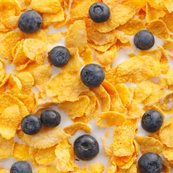 Close up of Black Currents and breakfast cereal floating in milk.