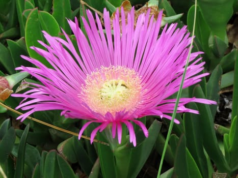 pink flower