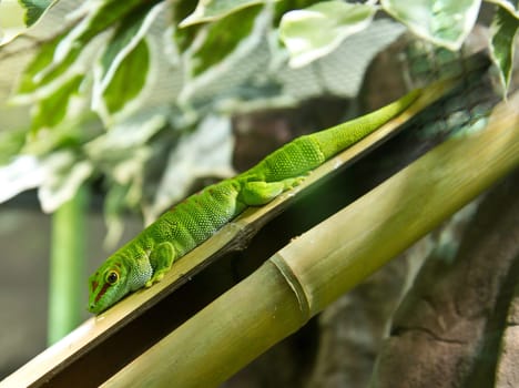 gecko