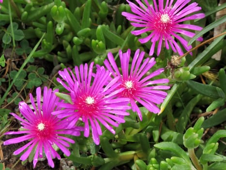 pink flower