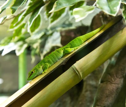 gecko