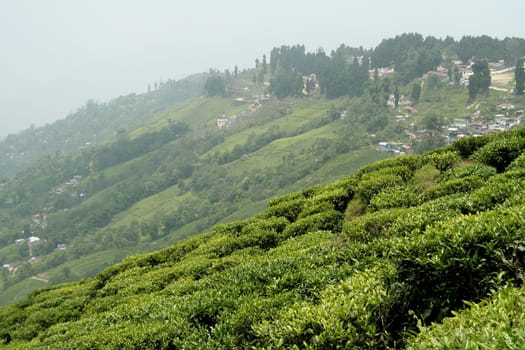 Town on top of mountain with tea garden in foreground, Darjeeling, West Bengal, India, Asia
