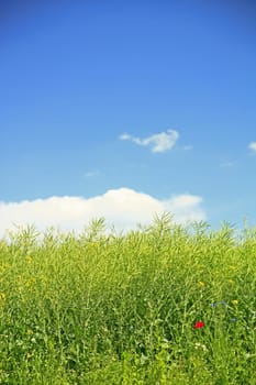 Rapeseed field after flowering with blue sky and poppies and cornflowers