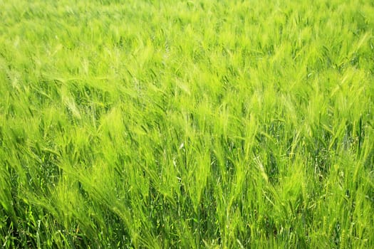 Barley (Hordeum vulgare) in a green,still unripe state in a field in Saxony,Germany