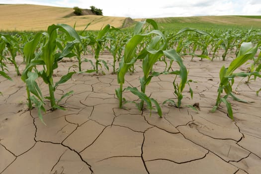 Corn plant on cracked earth,young shoot on agricultural field