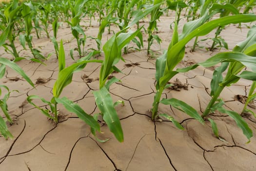 Corn plant on cracked earth,young shoot on agricultural field