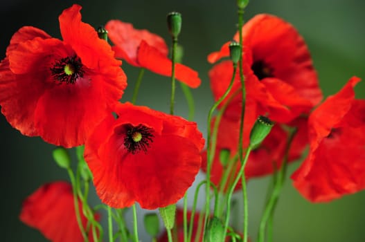 Corn poppy