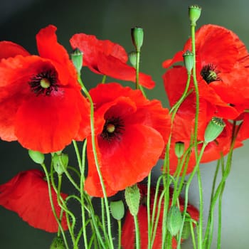 Corn poppy