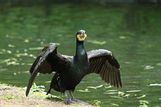 Cormorant