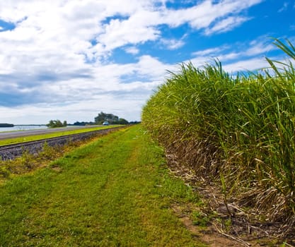 sugar cane used for ethanol biofuel in Australia for clean green fuel