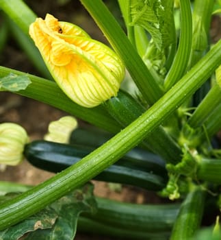 yellow female flower of organic zucchini healthy gardening and healthy lifestyle