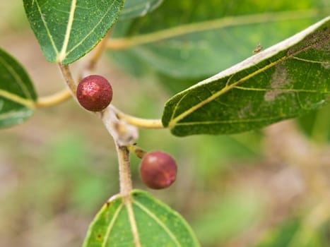 Ficus opposita Australian native plant flora sandpaper fig fruit and leaves bushtucker