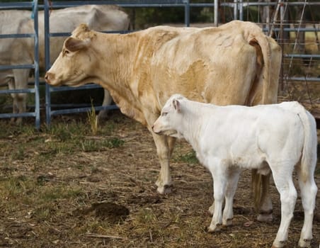 mum and baby cow and calf australian beef cattle on farm