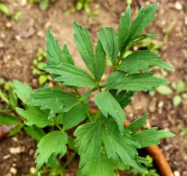 lovage herb companion plant in organic garden