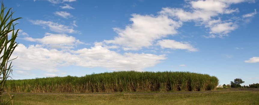 sugarcane plantation crop in Queensland Australian agriculture with blue sky and clouds panorama