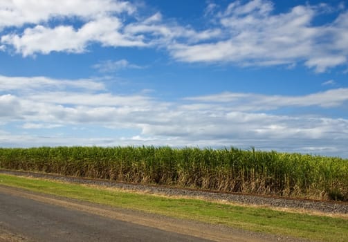 agriculture sugar cane plantation in Queensland Australia with blue cloudy sky background copyspace