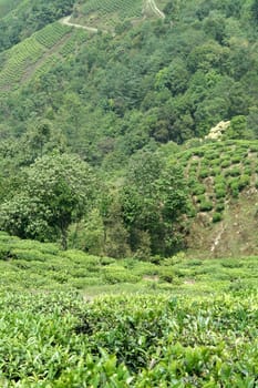 Tea plants grown on incline of mountain slope in Darjeeling, West Bengal, India, Asia