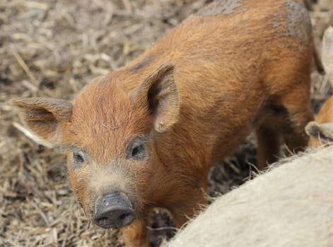 Woolly piglets at Sababurg Zoo