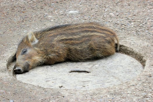 Sleeping piglet at Sababurg Zoo