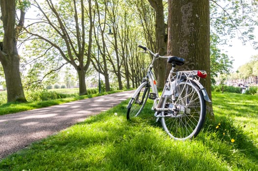 Bicycle leaning against tree in park, with tree lined road in the background.