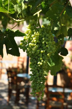 Greek wine