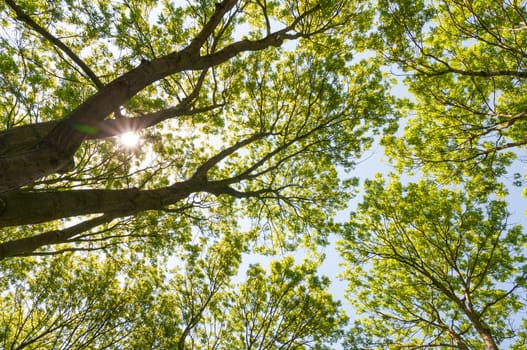 Low angle shot of tree with sun shinning between leaves
