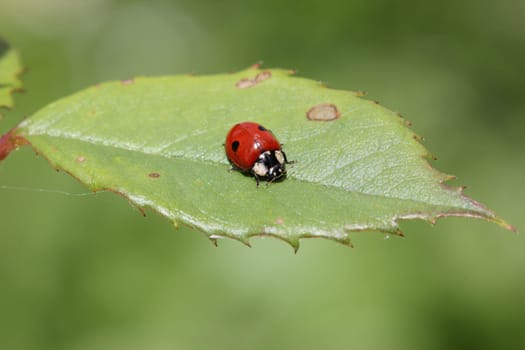 Two-spotted ladybug on rose petal