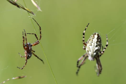 Oakleaf wheel spider with male