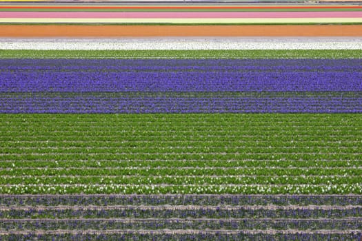 Spring time colorful carpet of tulips and hyacinth in Netherland.