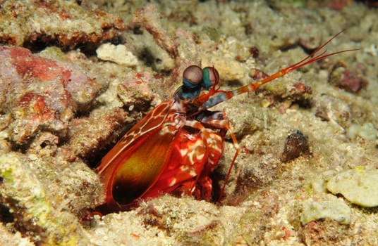 This is a mantis shrimp. The crab has legs on its front legs,with which it can even smash mussel shells! When it strikes,it is one of the fastest movements in the animal kingdom! His eyes are compound eyes with hundreds of
