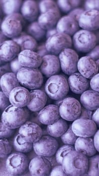 Blueberry background. Vegan and vegetarian concept. Ripe and juicy fresh hand-picked blueberries close up. Summer healthy food. Banner.