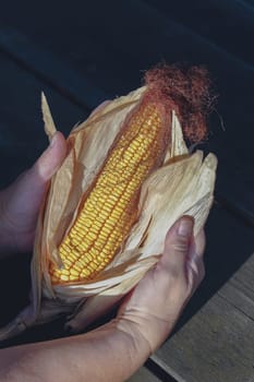 a woman holds in her hands a freshly harvested corn cob illuminated by the sun, in the background a wooden table in the field.