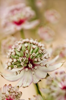 Masterwort or Astrantia flowers in summer in close view
