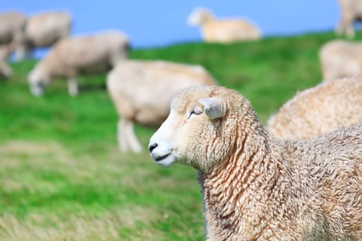 Flock of sheeps on the meadow