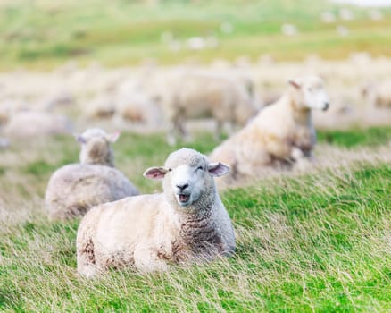 Flock of sheeps on the meadow