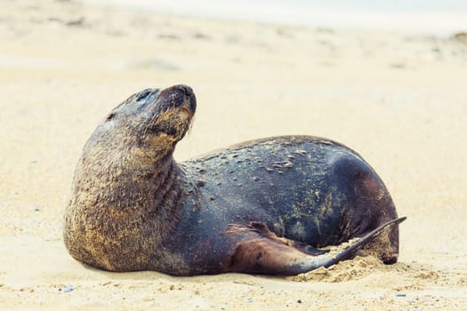 Wildlife photo of a New Zealand sea lion