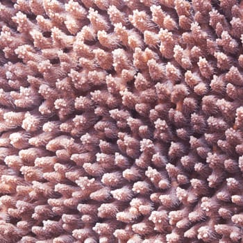 Texture of the hard coral