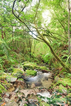 Stream among New Zealand native bush