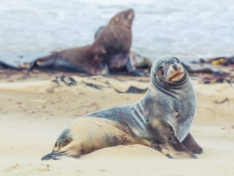 Wildlife photo of a New Zealand sea lions