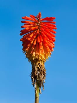Fuchsia on the sky background