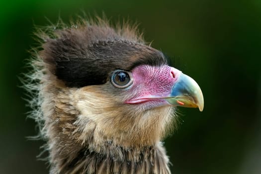 A red-billed eagle, also known as bateleur, detail of head and beak detail