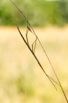 Walking stick, Phasmatodea. Insect photographed in their natural habitat