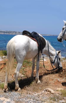 Horses