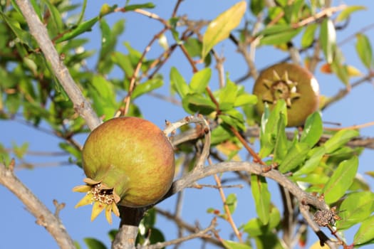 pomegranate tree, closeup of a pomegranate