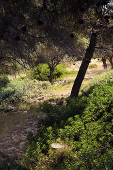 Path under pines trees, in Spartines beach of Alonissos