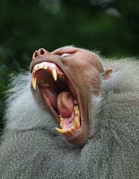 Baboon