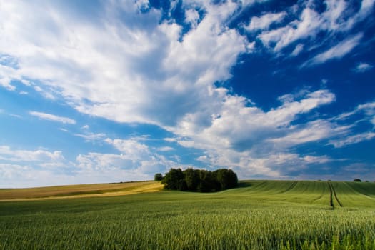 Woodland in the field
